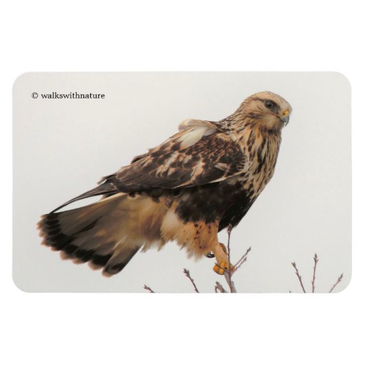 Ruwleggende Hawk in de boom Magneet (Horizontaal)