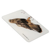 Ruwleggende Hawk in de boom Magneet (Rechterzijde)