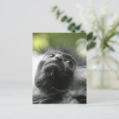 Rwanda Colobus Monkey Briefkaart (Staand voorkant)