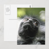 Rwanda Colobus Monkey Briefkaart (Voorkant / Achterkant)