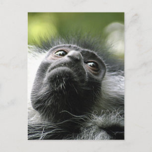 Rwanda Colobus Monkey Briefkaart