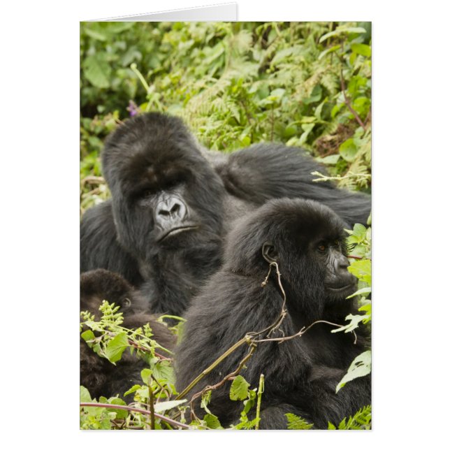 Rwanda, Nationaal park Volcanoes (Voorkant)