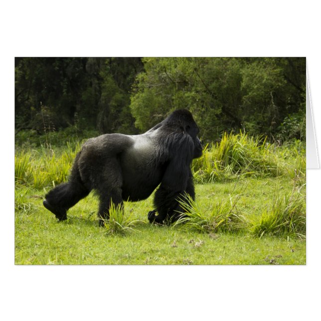 Rwanda, Nationaal park Volcanoes (Voorkant Horizontaal)