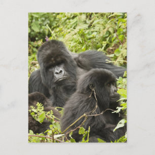 Rwanda, Nationaal Park Volcanoes Briefkaart