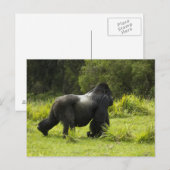 Rwanda, Nationaal park Volcanoes Briefkaart (Voorkant / Achterkant)