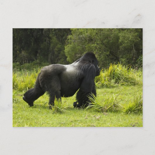 Rwanda, Nationaal park Volcanoes Briefkaart (Voorkant)