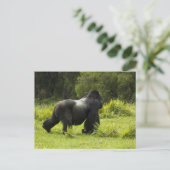 Rwanda, Nationaal park Volcanoes Briefkaart (Staand voorkant)