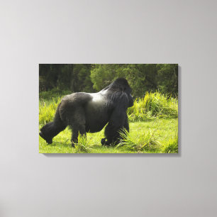 Rwanda, Nationaal park Volcanoes Canvas Afdruk