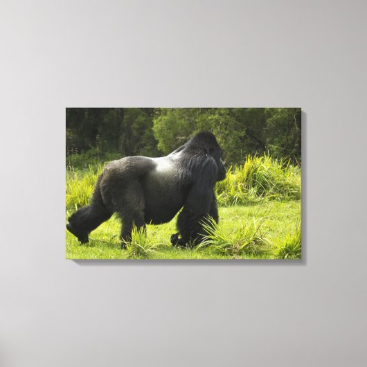 Rwanda, Nationaal park Volcanoes Canvas Afdruk (Voorkant)