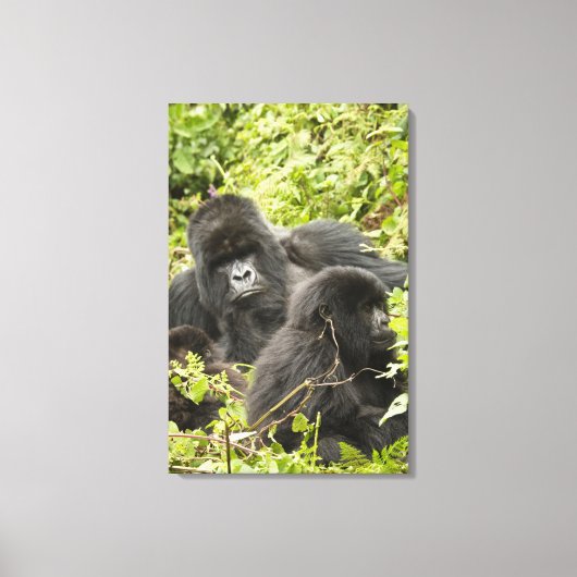 Rwanda, Nationaal Park Volcanoes Canvas Afdruk (Voorkant)