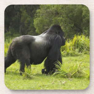 Rwanda, Nationaal park Volcanoes Drankjes Onderzetter