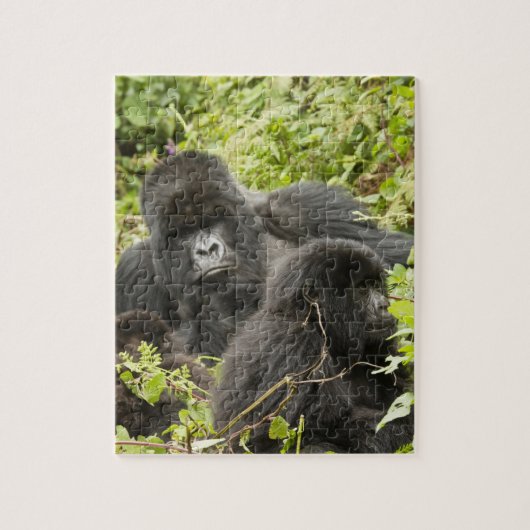 Rwanda, Nationaal Park Volcanoes Legpuzzel (Verticaal)