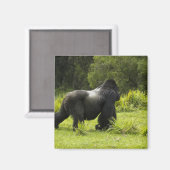 Rwanda, Nationaal park Volcanoes Magneet (Voorkant / Achterkant)