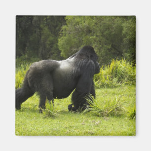 Rwanda, Nationaal park Volcanoes Magneet