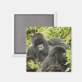 Rwanda, Nationaal Park Volcanoes Magneet (Voorkant / Achterkant)
