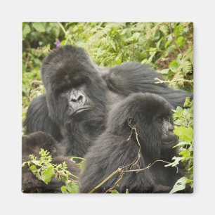 Rwanda, Nationaal Park Volcanoes Magneet