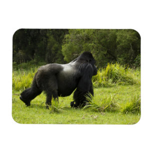 Rwanda, Nationaal Park Volcanoes Magneet