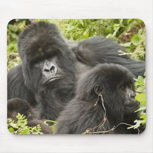 Rwanda, Nationaal Park Volcanoes Muismat (Voorkant)