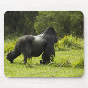 Rwanda, Nationaal park Volcanoes Muismat