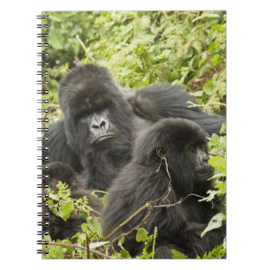 Rwanda, Nationaal park Volcanoes Notitieboek