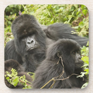 Rwanda, Nationaal Park Volcanoes Onderzetter