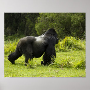 Rwanda, Nationaal Park Volcanoes Poster