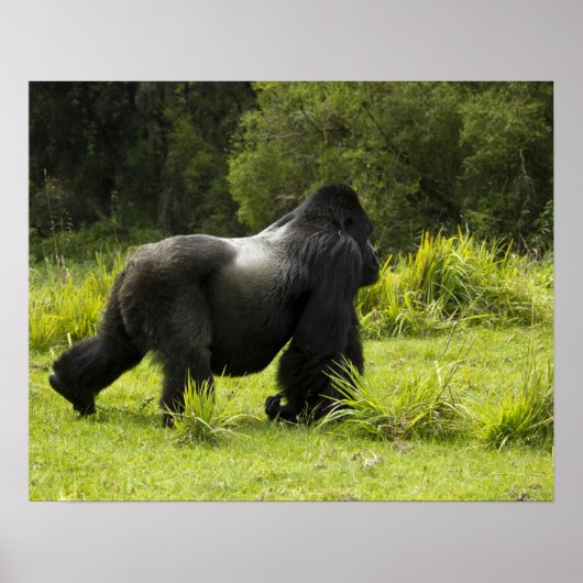 Rwanda, Nationaal Park Volcanoes Poster (Voorkant)