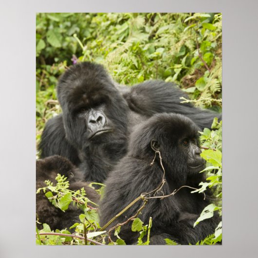 Rwanda, Nationaal park Volcanoes Poster (Voorkant)