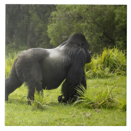 Rwanda, Nationaal park Volcanoes Tegeltje (Voorkant)