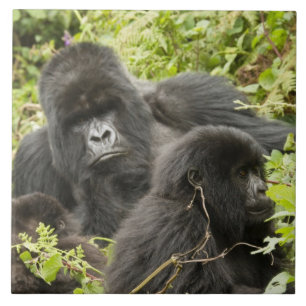 Rwanda, Nationaal park Volcanoes Tegeltje