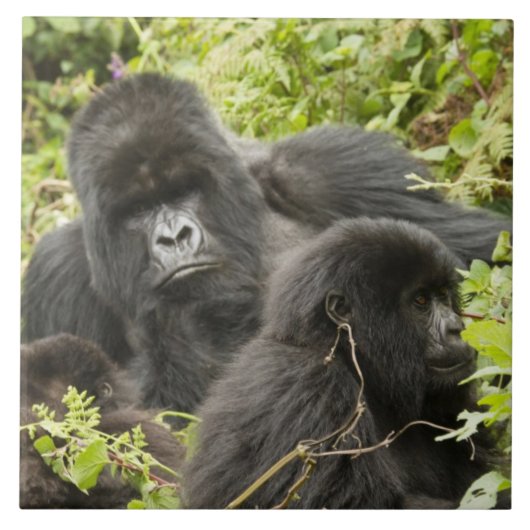 Rwanda, Nationaal park Volcanoes Tegeltje (Voorkant)