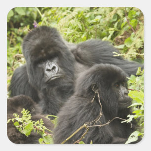 Rwanda, Nationaal Park Volcanoes Vierkante Sticker