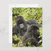 Rwanda, Volcanoes National Park Briefkaart (Voorkant / Achterkant)