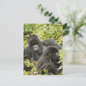 Rwanda, Volcanoes National Park Briefkaart (Staand voorkant)