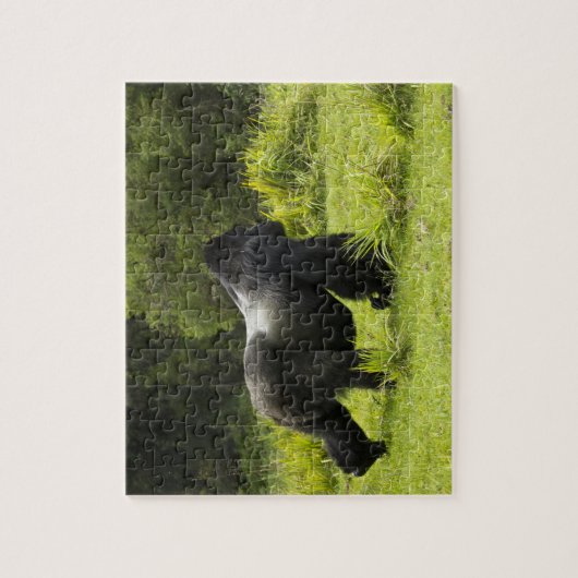 Rwanda, Volcanoes National Park Legpuzzel (Verticaal)