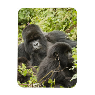 Rwanda, Volcanoes National Park Magneet