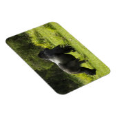 Rwanda, Volcanoes National Park Magneet (Rechterzijde)