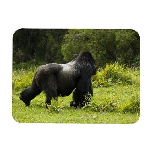 Rwanda, Volcanoes National Park Magneet (Horizontaal)