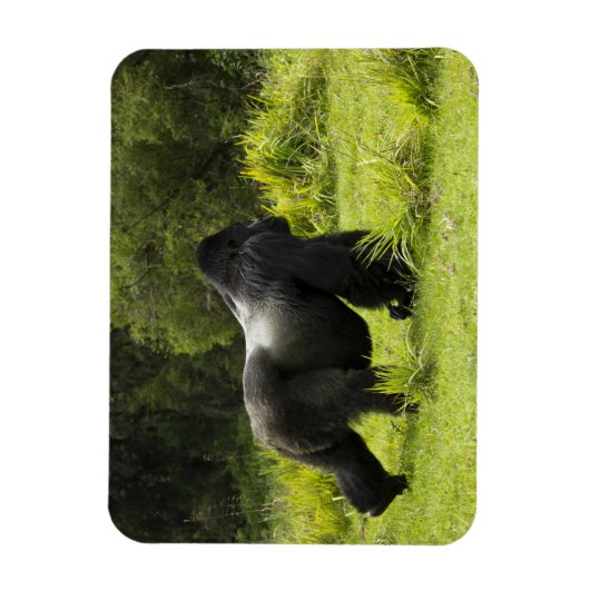 Rwanda, Volcanoes National Park Magneet (Verticaal)