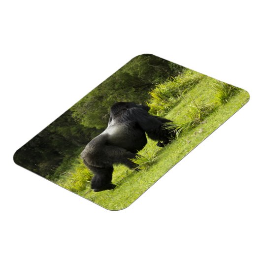 Rwanda, Volcanoes National Park Magneet (Linkerzijde)