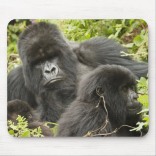 Rwanda, Volcanoes National Park Muismat