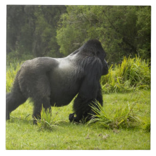 Rwanda, Volcanoes National Park Tegeltje