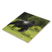 Rwanda, Volcanoes National Park Tegeltje (Zijkant)