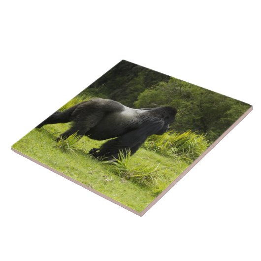 Rwanda, Volcanoes National Park Tegeltje (Zijkant)