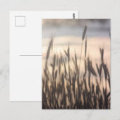 Rye Growing Tall op zonsondergang Briefkaart (Voorkant / Achterkant)