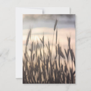 Rye Growing Tall op zonsondergang Briefkaart