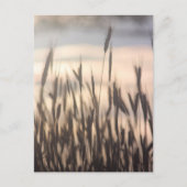 Rye Growing Tall op zonsondergang Briefkaart (Voorkant)