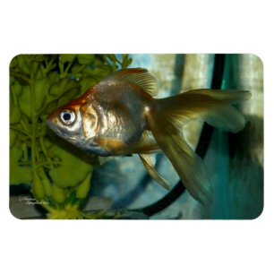 Ryukin goudvis Premium Flexi Magnet Magneet