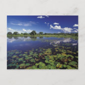 S.A., Brazilië, Waterwegen in Pantanal Briefkaart (Voorkant)