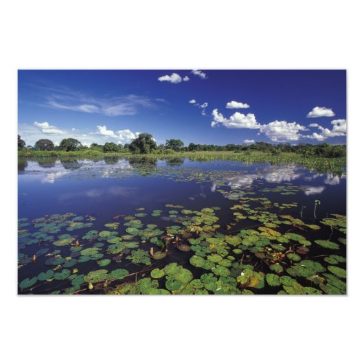 S.A., Brazilië, Waterwegen in Pantanal Foto Afdruk (Voorkant)